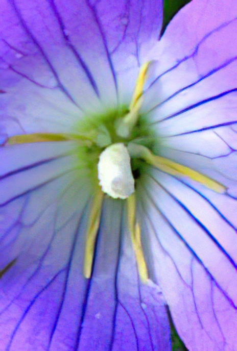 Spreading Bellflower
