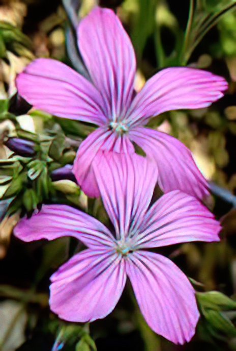 Sticky Flax
