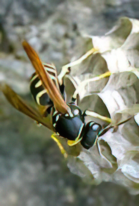 Paper Wasp