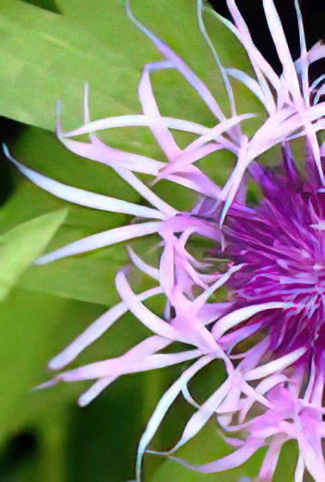 Greater Knapweed