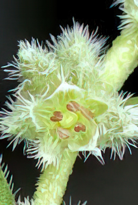 Hairy Rupturewort