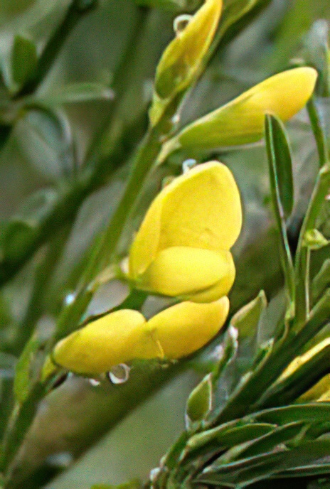 Broom