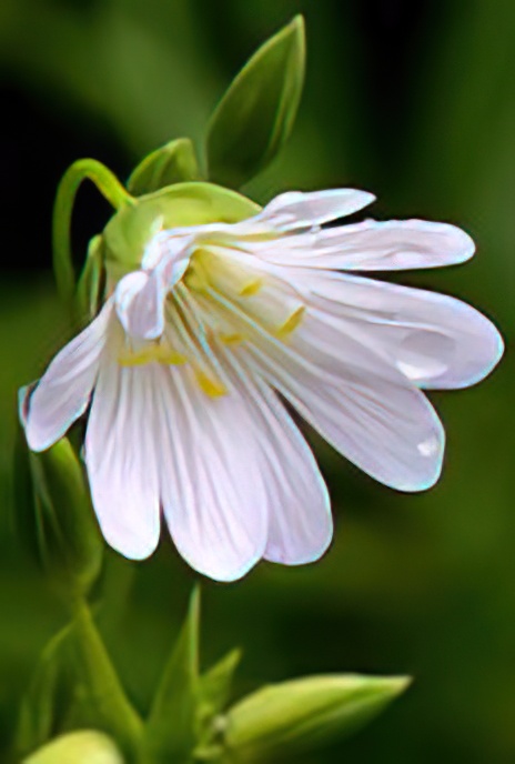 Greater Stitchwort