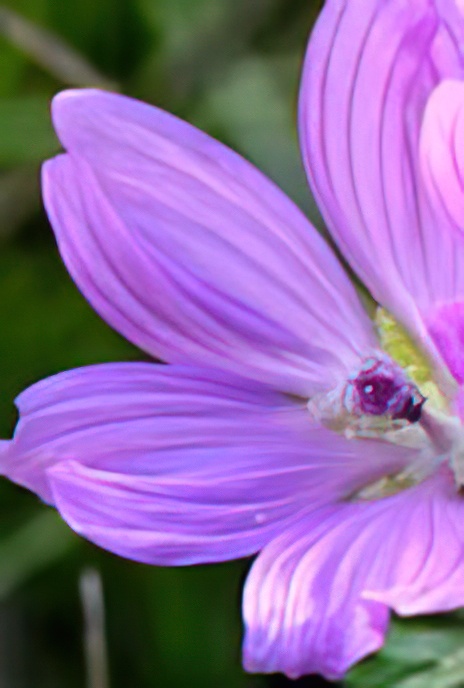Common Mallow