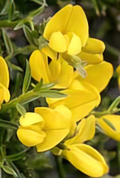 Provence Broom