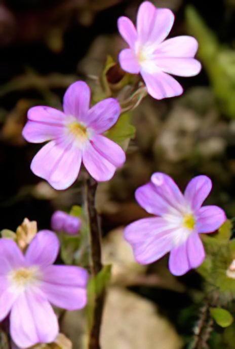 Alpine Erinus