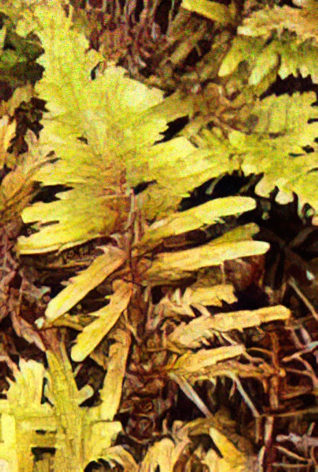 Mountain Fern Moss