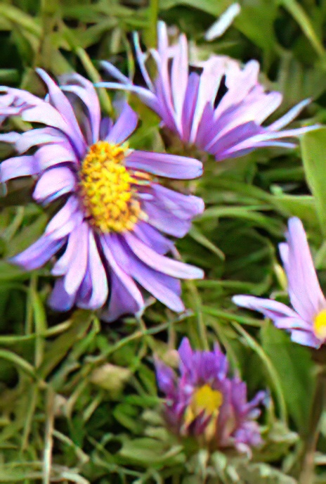 Alpine Aster