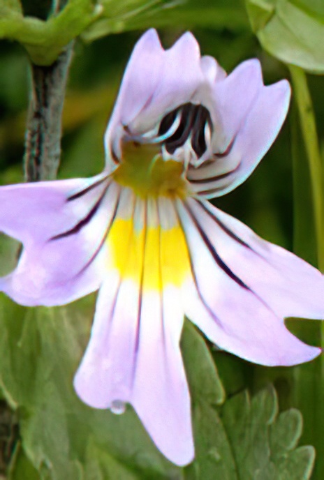Drug Eyebright