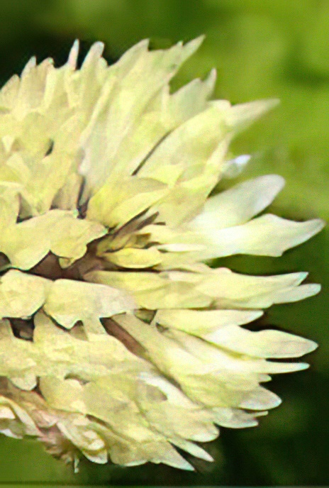 White Clover