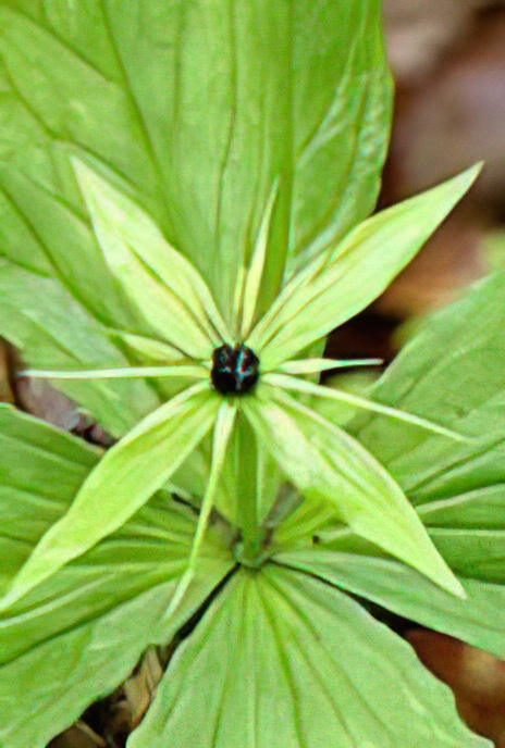 Herb Paris