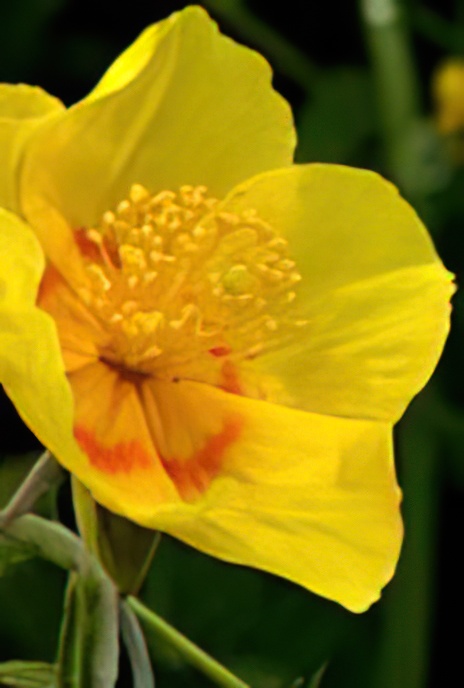 Common Rockrose