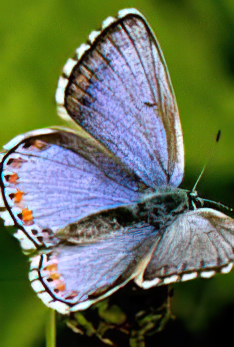 Common Blue