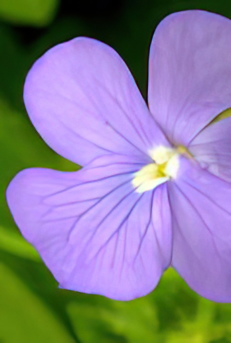 Horned Pansy