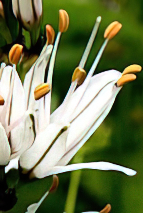 White Ashphodel