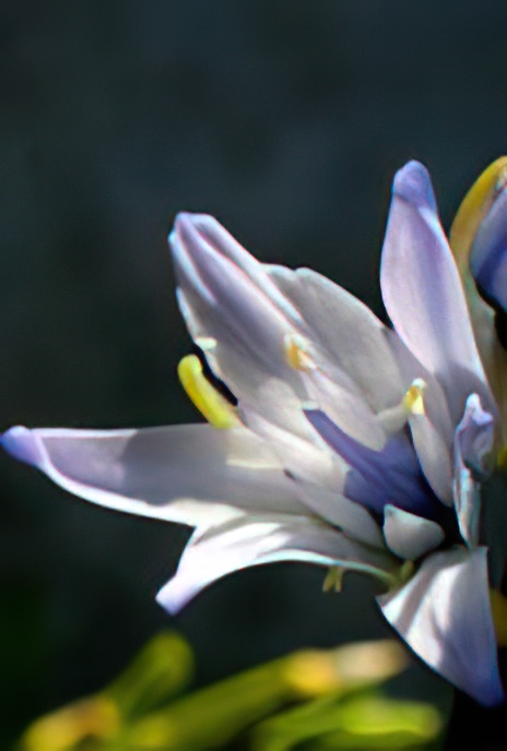 Alpine Squill