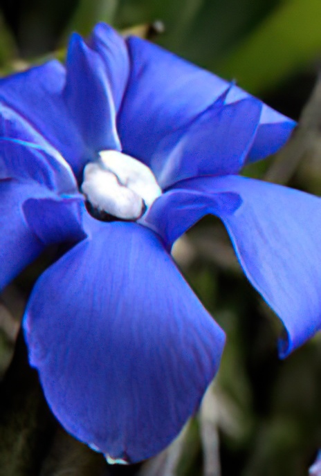 Spring Gentian