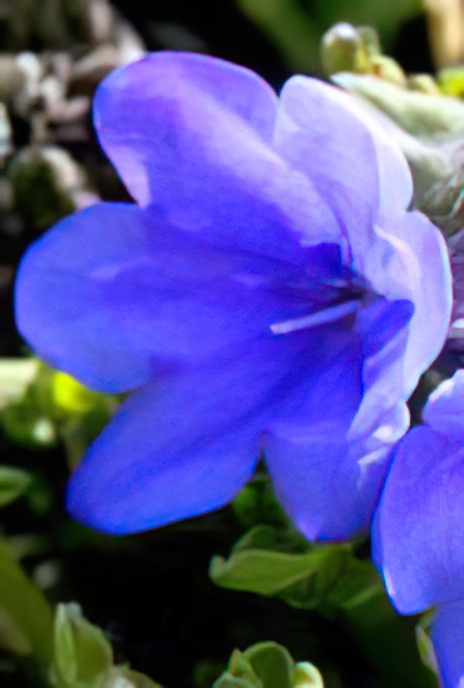 Shrubby Gromwell