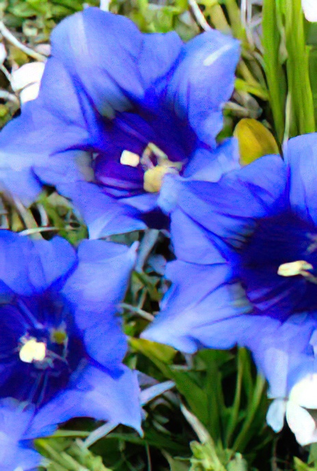 Stemless Gentian