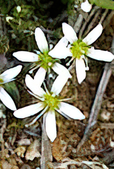Hairy Sandwort