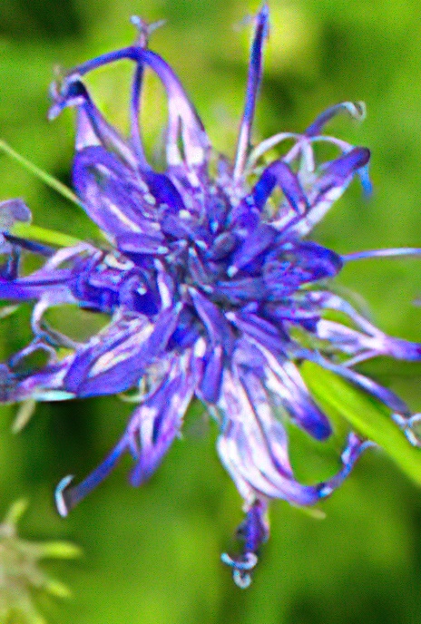 Round-headed Rampion