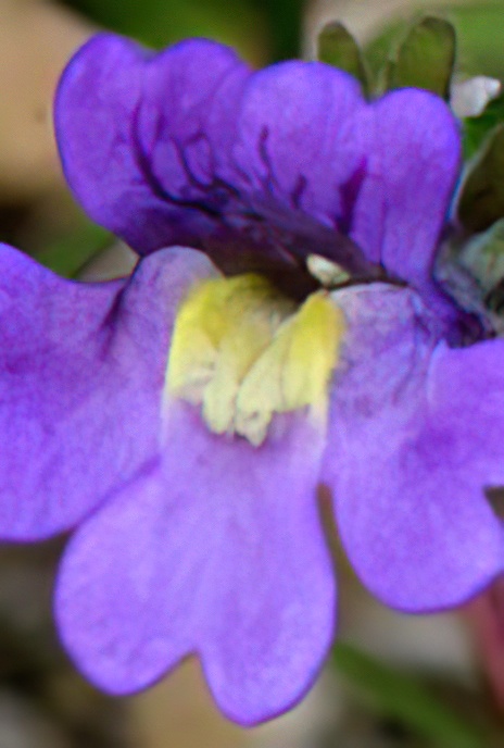 Malling Toadflax