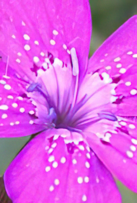 Maiden Pink