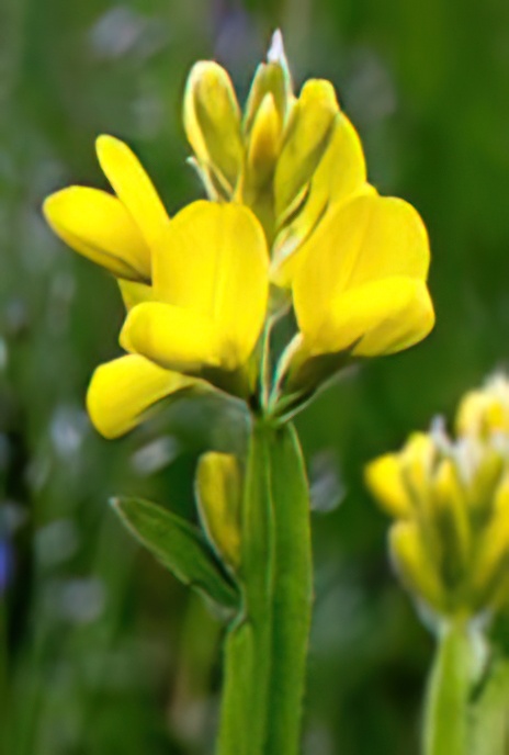 Winged Broom