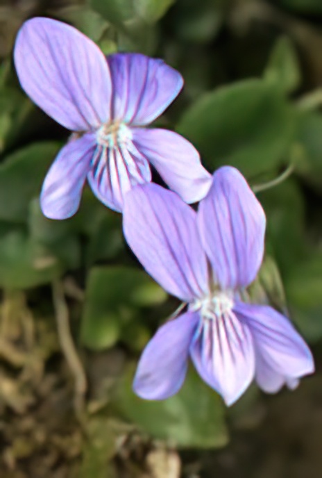 Common Dog Violet