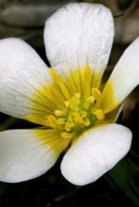 Thread-leaved Water-crowfoot