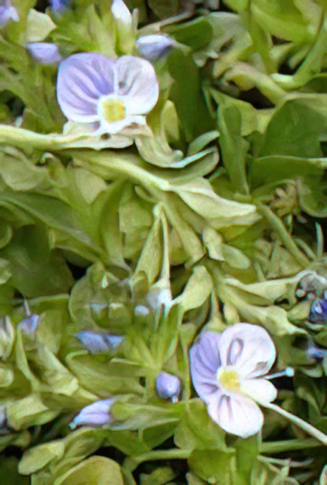 Thyme-leaved Speedwell