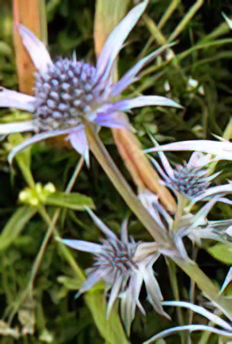 Pyrenees Sea Holly