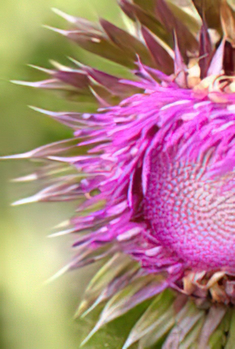 Nodding Thistle