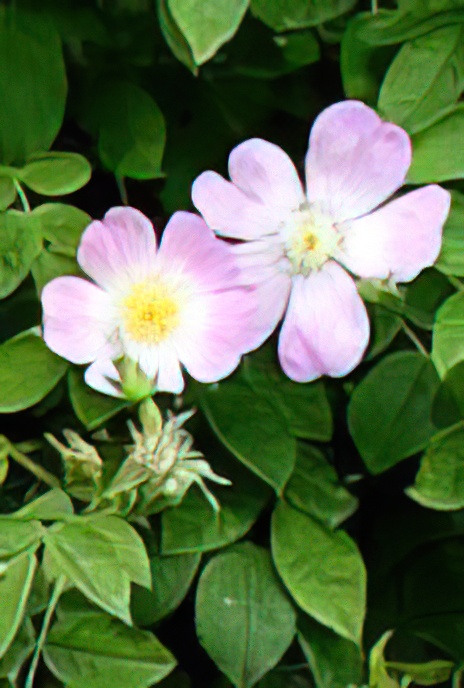 Dog Rose