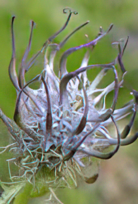 Pyrenean Rampion