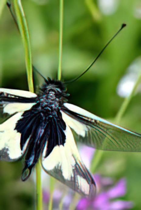 European Owlfly