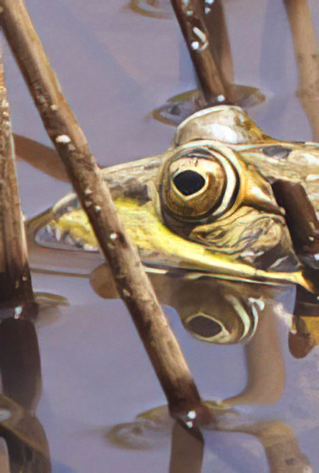 Iberian Water Frog