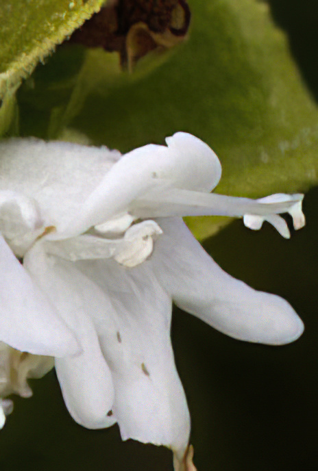 Portuguese Thyme