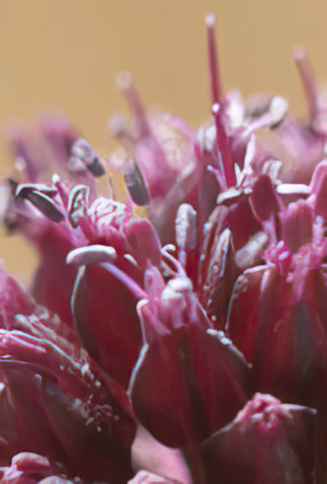 Wild Leek