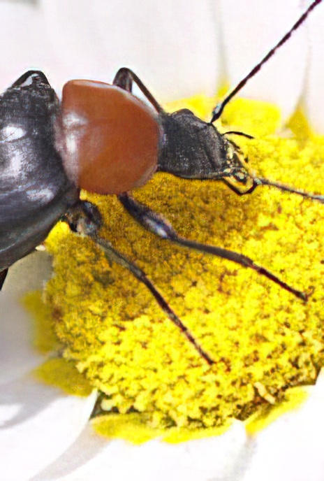 Darkling Beetle