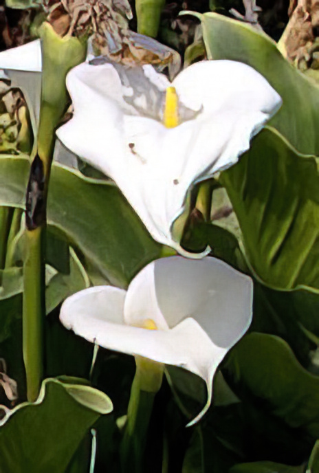 Easter Lily