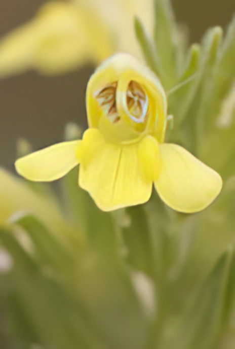 Owl’s Clover (yellow form)