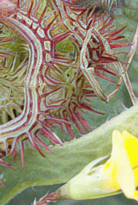 Caterpillar Plant