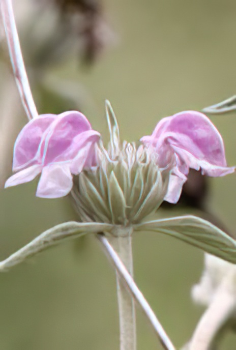 Jerusalem Sage