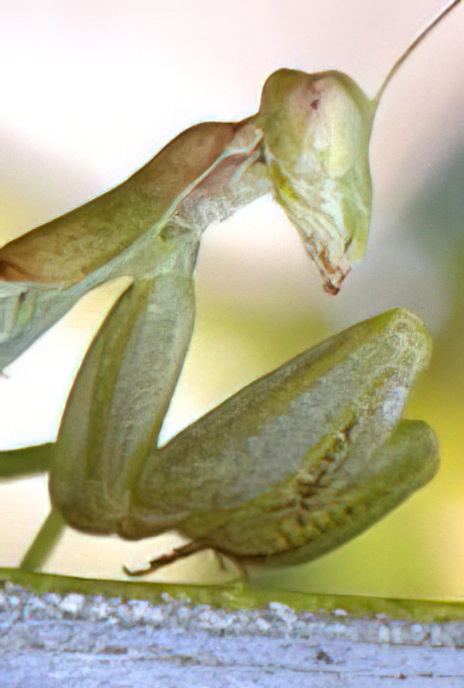 European Praying Mantis