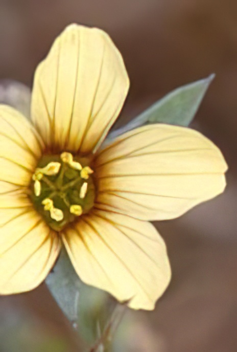 Upright Flax