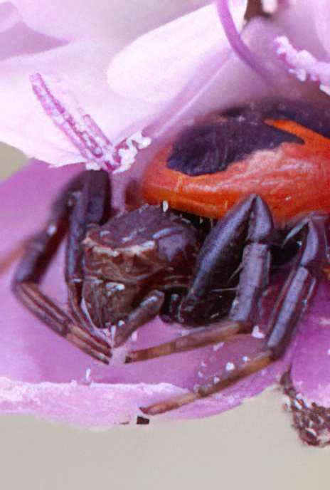 Napoleon Spider