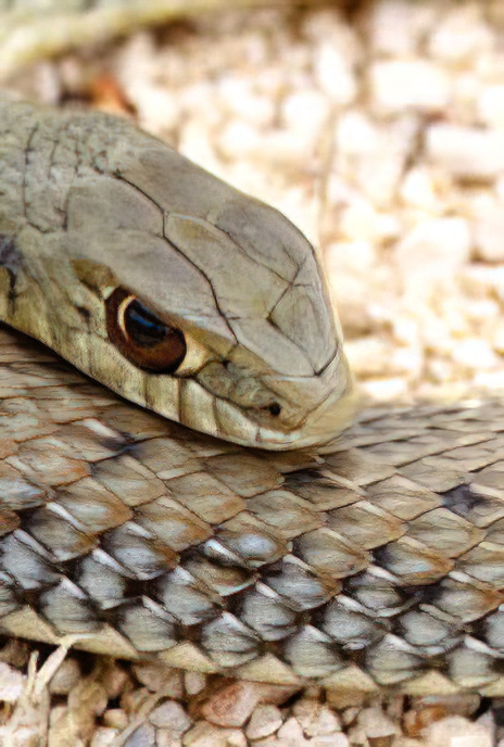 Montpellier Snake