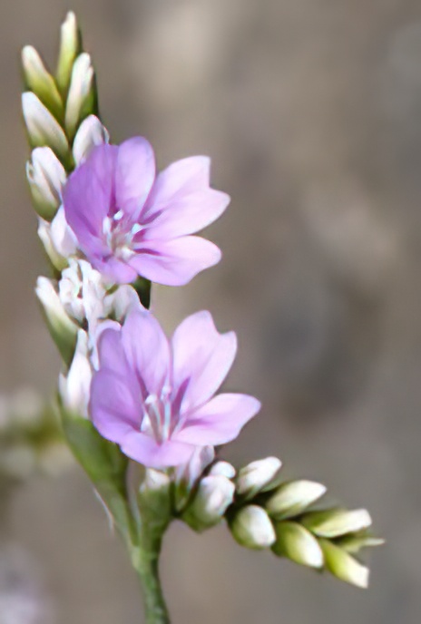 Violet Sea Lavender