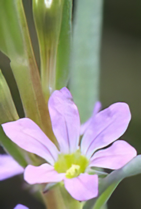 Hyssop Loosestrife or Grass-poly